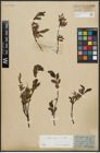 Foto von Salix arbuscula L.
